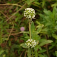 Spermacoce verticillata L.